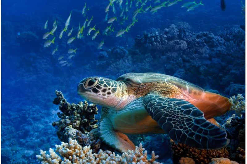 https://mdw-travel-data-us-east-1.s3.amazonaws.com/img/country/Spain/Palma-Aquarium-Beach/img_01.jpg