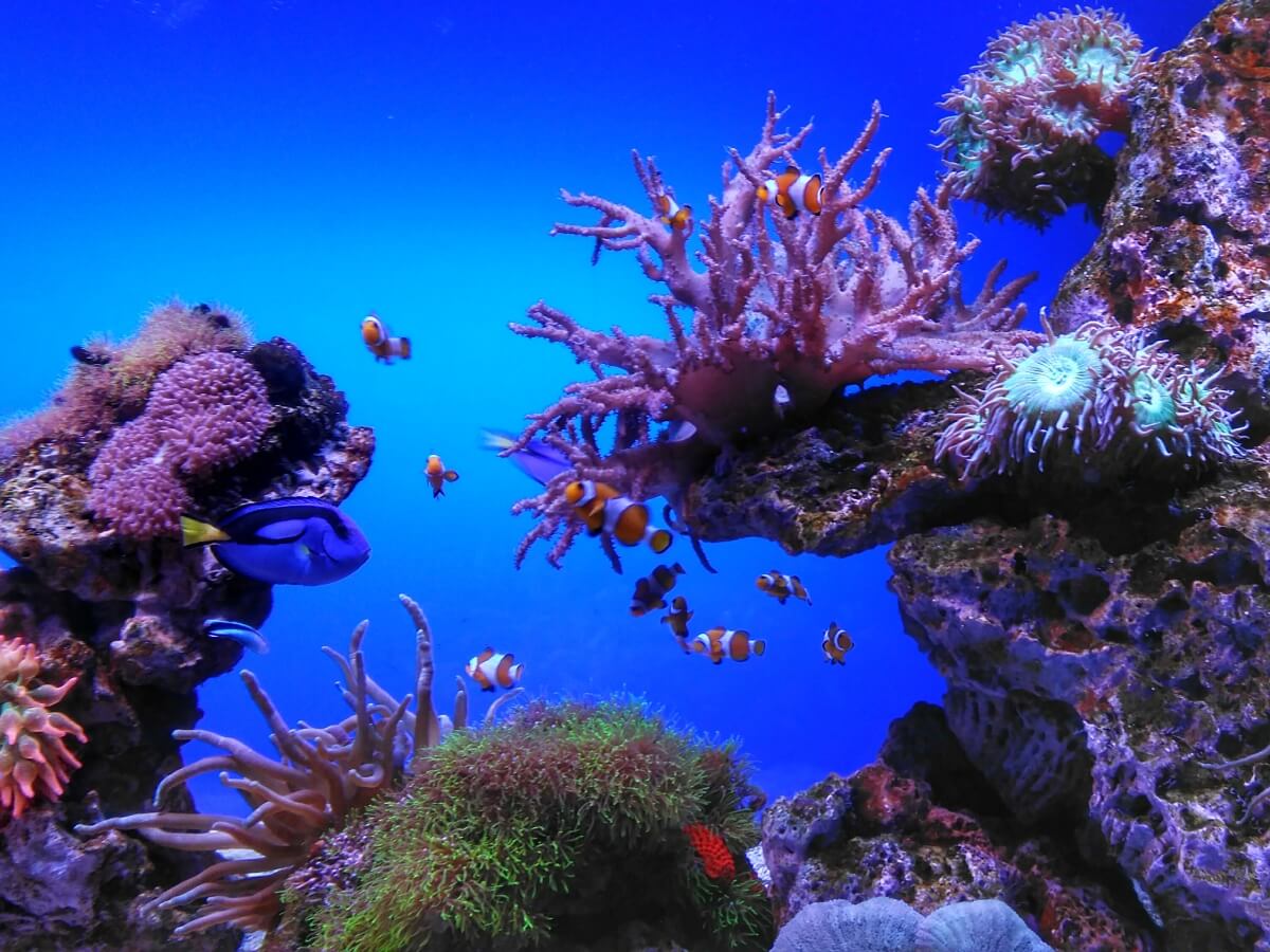 https://mdw-travel-data-us-east-1.s3.amazonaws.com/img/country/Spain/Palma-Aquarium-Beach/img_02.jpg