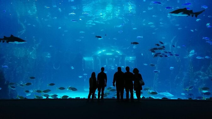 https://mdw-travel-data-us-east-1.s3.amazonaws.com/img/country/Spain/Poema-del-Mar-Aquarium/img_02.jpg