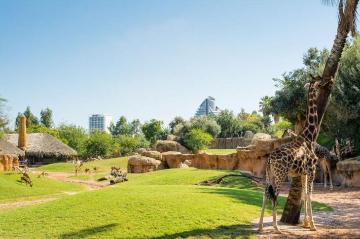 https://mdw-travel-data-us-east-1.s3.amazonaws.com/img/country/Spain/Valencia-Bioparc/img_03.jpg