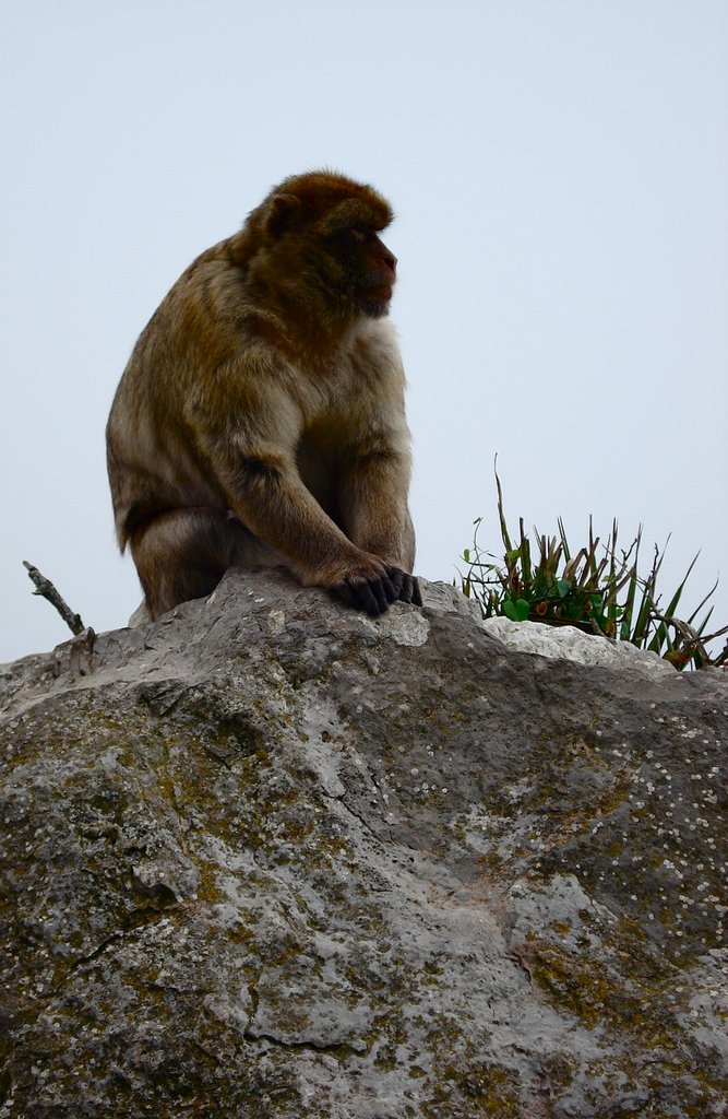 https://mdw-travel-data-us-east-1.s3.amazonaws.com/img/country/Spain/Vicente-Ferrer-Monkey-Sanctuary/img_03.jpg