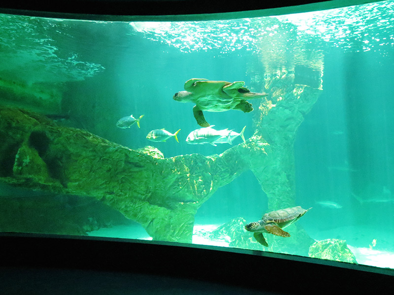https://mdw-travel-data-us-east-1.s3.amazonaws.com/img/country/Spain/Zoo-Aquarium-de-Madrid/img_01.jpg