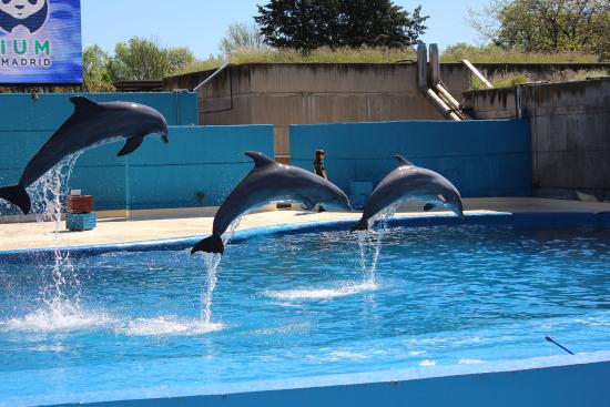 https://mdw-travel-data-us-east-1.s3.amazonaws.com/img/country/Spain/Zoo-Aquarium-de-Madrid/img_03.jpg