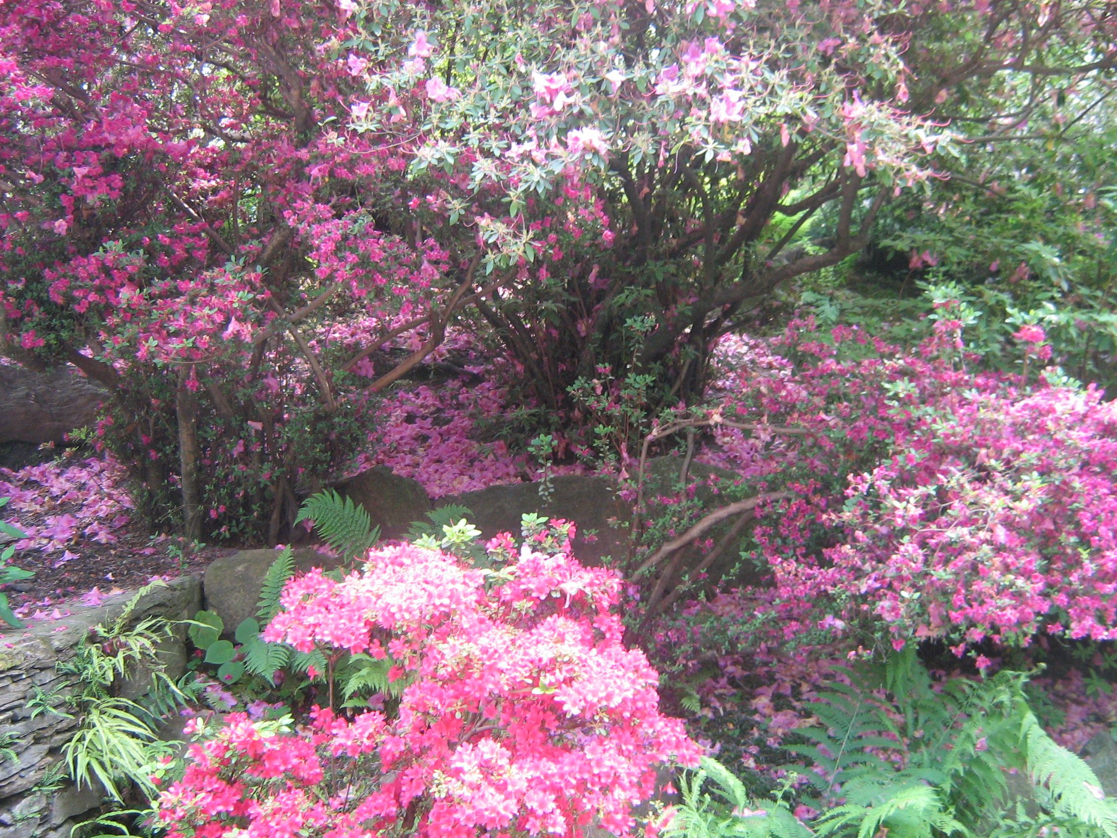 https://mdw-travel-data-us-east-1.s3.amazonaws.com/img/country/Switzerland/Botanical-Garden/img_01.jpg
