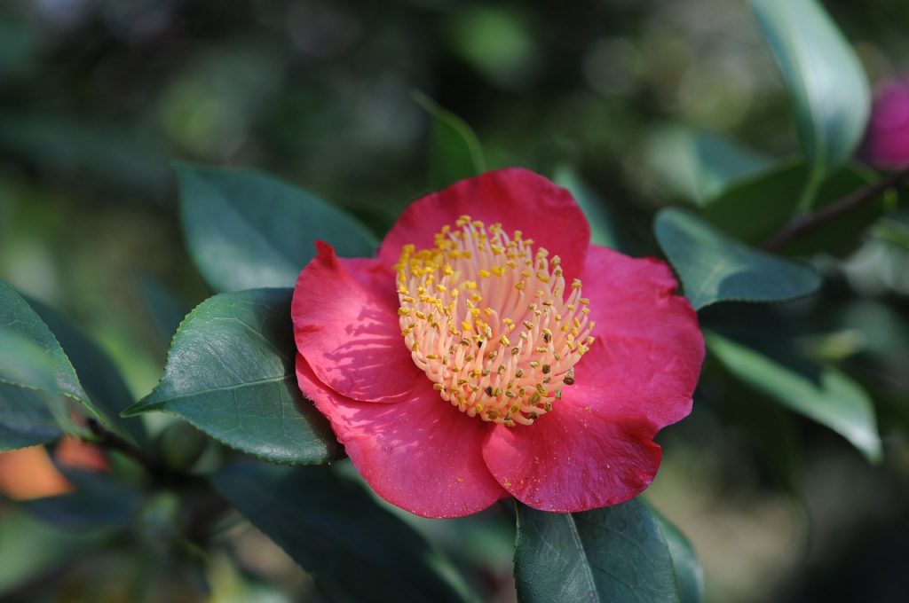 https://mdw-travel-data-us-east-1.s3.amazonaws.com/img/country/Switzerland/Camellia-Park/img_00.jpg