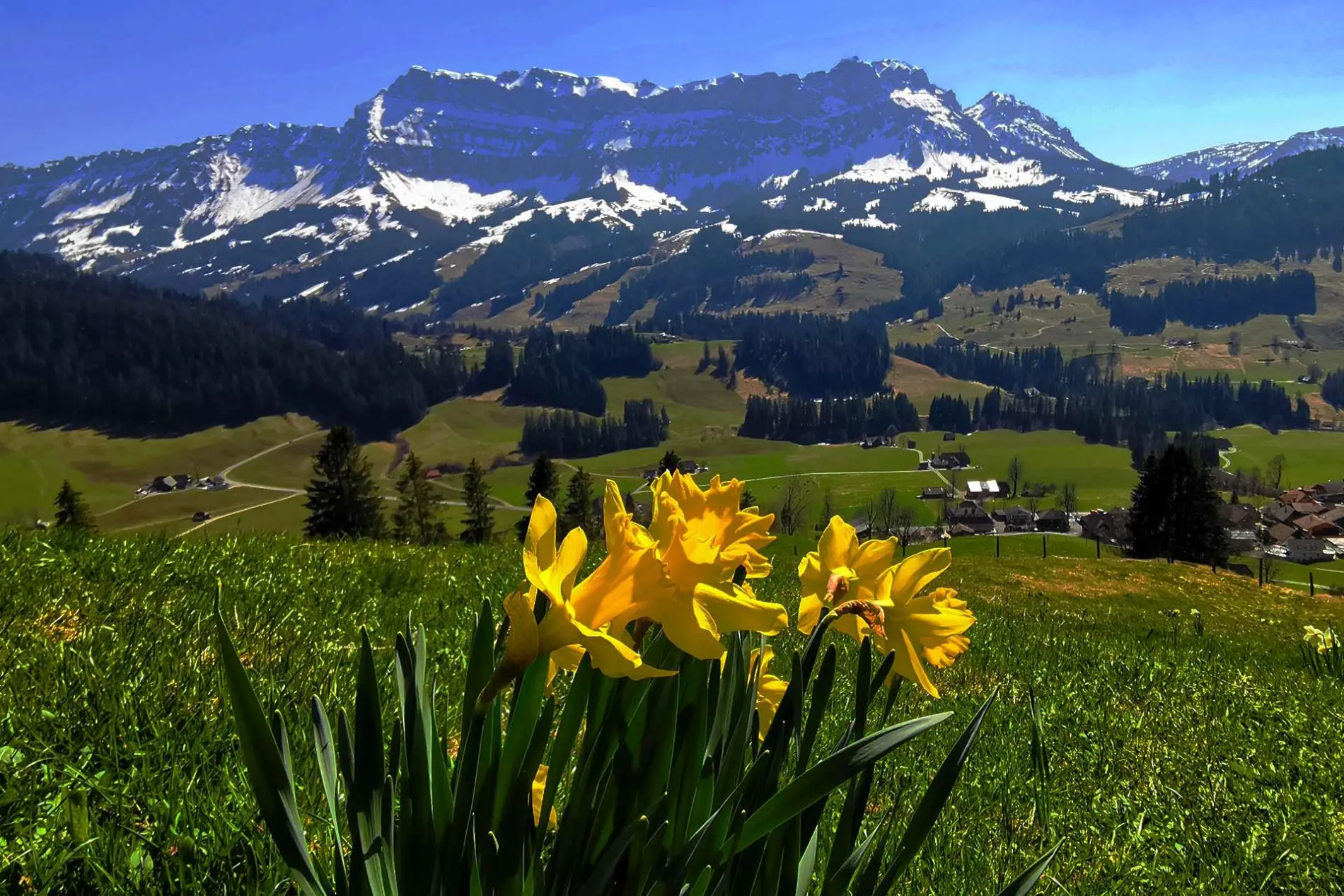 https://mdw-travel-data-us-east-1.s3.amazonaws.com/img/country/Switzerland/Emmental-Show-Dairy/img_02.jpg