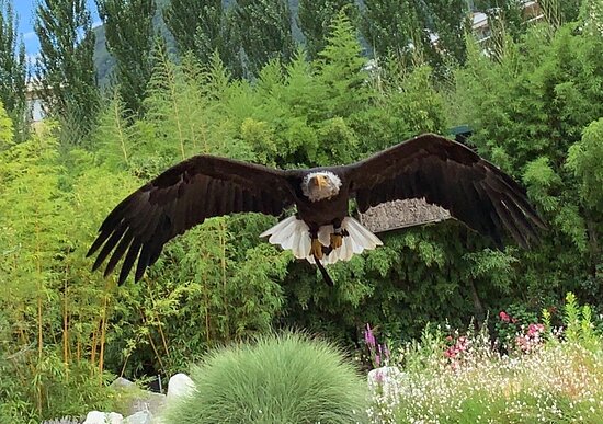 https://mdw-travel-data-us-east-1.s3.amazonaws.com/img/country/Switzerland/Falconeria-Locarno/img_02.jpg