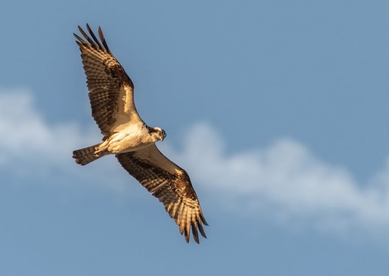 https://mdw-travel-data-us-east-1.s3.amazonaws.com/img/country/Switzerland/Falconeria-Locarno/img_03.jpg