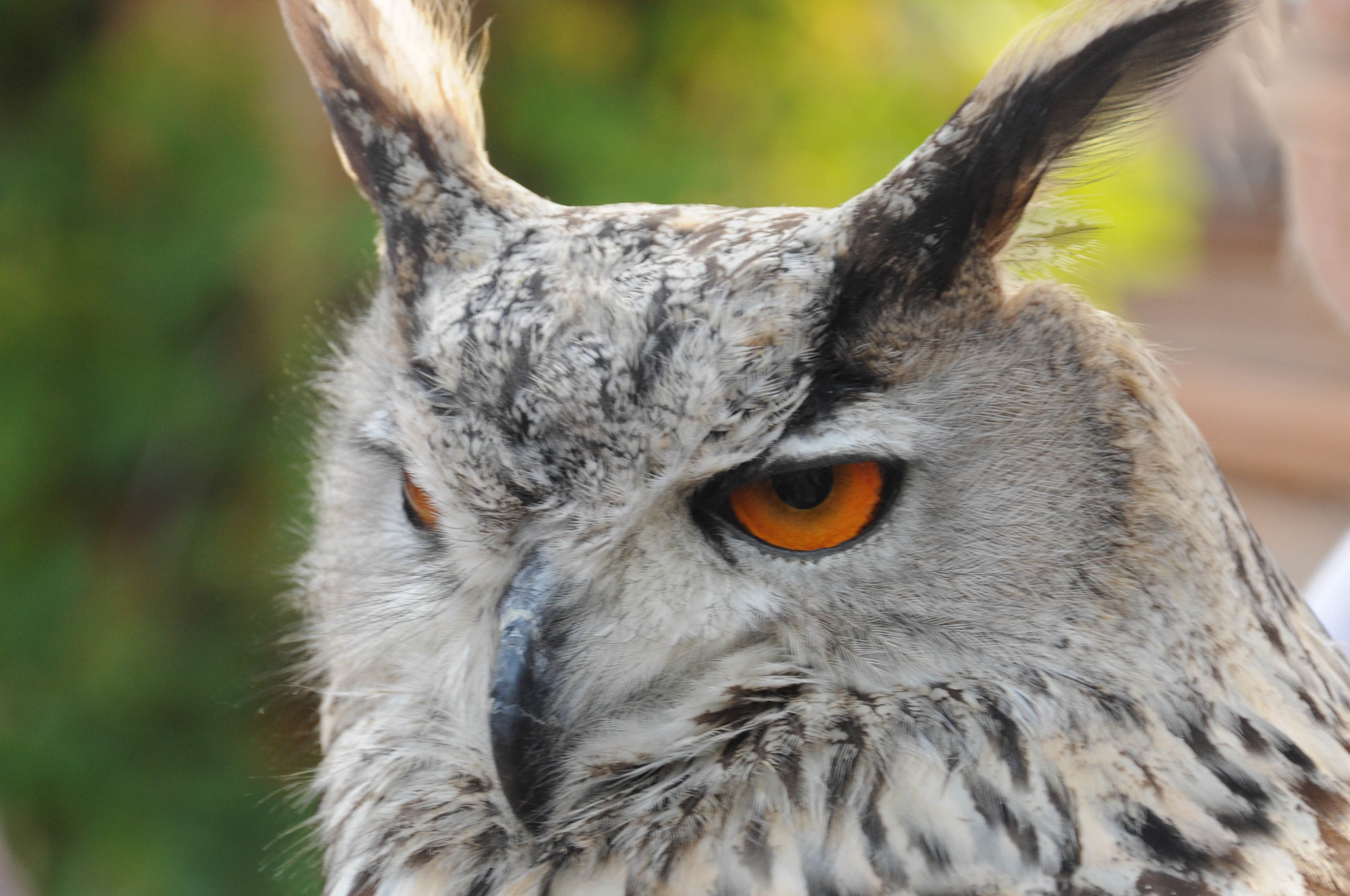 https://mdw-travel-data-us-east-1.s3.amazonaws.com/img/country/Switzerland/Falconry-Locarno/img_01.jpg