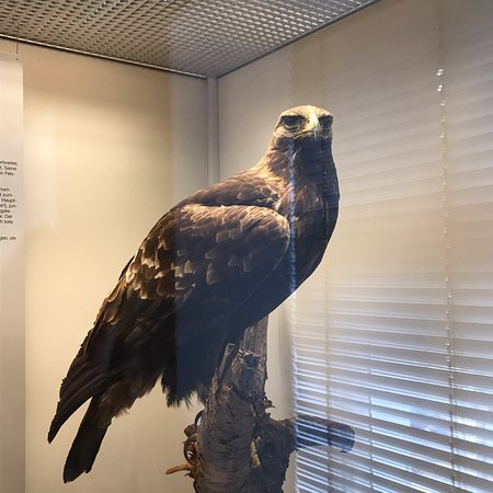 https://mdw-travel-data-us-east-1.s3.amazonaws.com/img/country/Switzerland/Natur-Museum-Luzern/img_03.jpg