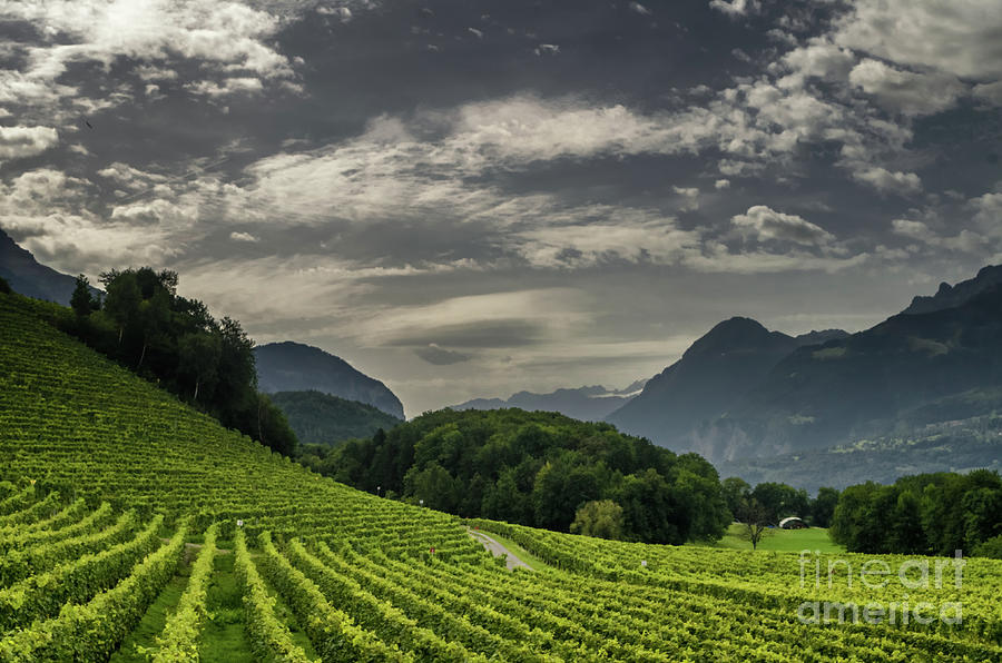 https://mdw-travel-data-us-east-1.s3.amazonaws.com/img/country/Switzerland/Vineyard-of-Le-Landeron/img_00.jpg