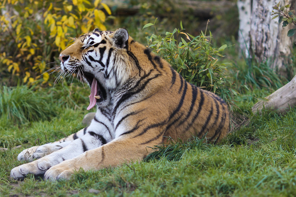 https://mdw-travel-data-us-east-1.s3.amazonaws.com/img/country/Switzerland/Walter-Zoo/img_01.jpg