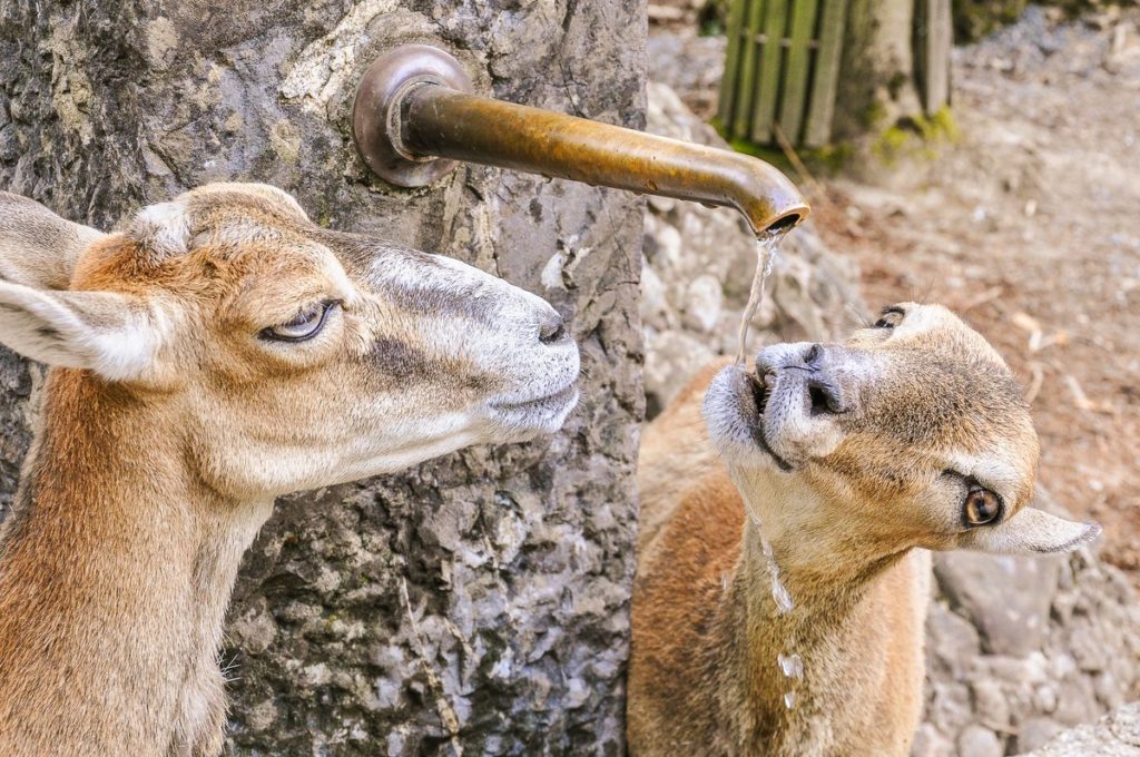 https://mdw-travel-data-us-east-1.s3.amazonaws.com/img/country/Switzerland/Walter-Zoo/img_02.jpg