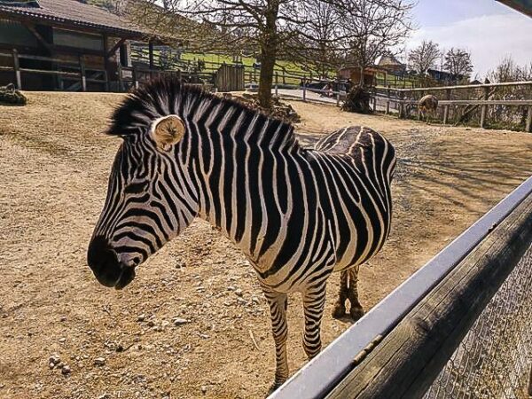 https://mdw-travel-data-us-east-1.s3.amazonaws.com/img/country/Switzerland/Walter-Zoo/img_03.jpg