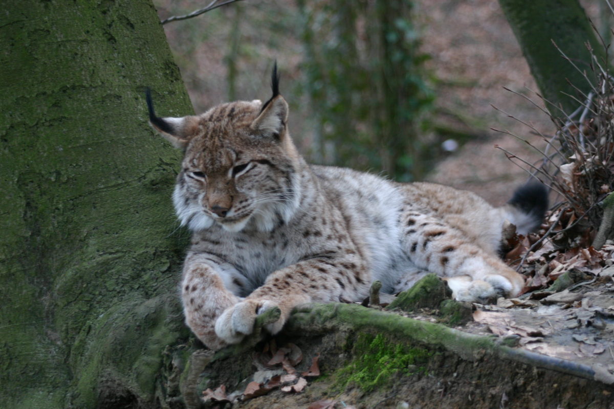https://mdw-travel-data-us-east-1.s3.amazonaws.com/img/country/Switzerland/Wildpark-Peter-and-Paul/img_00.jpg
