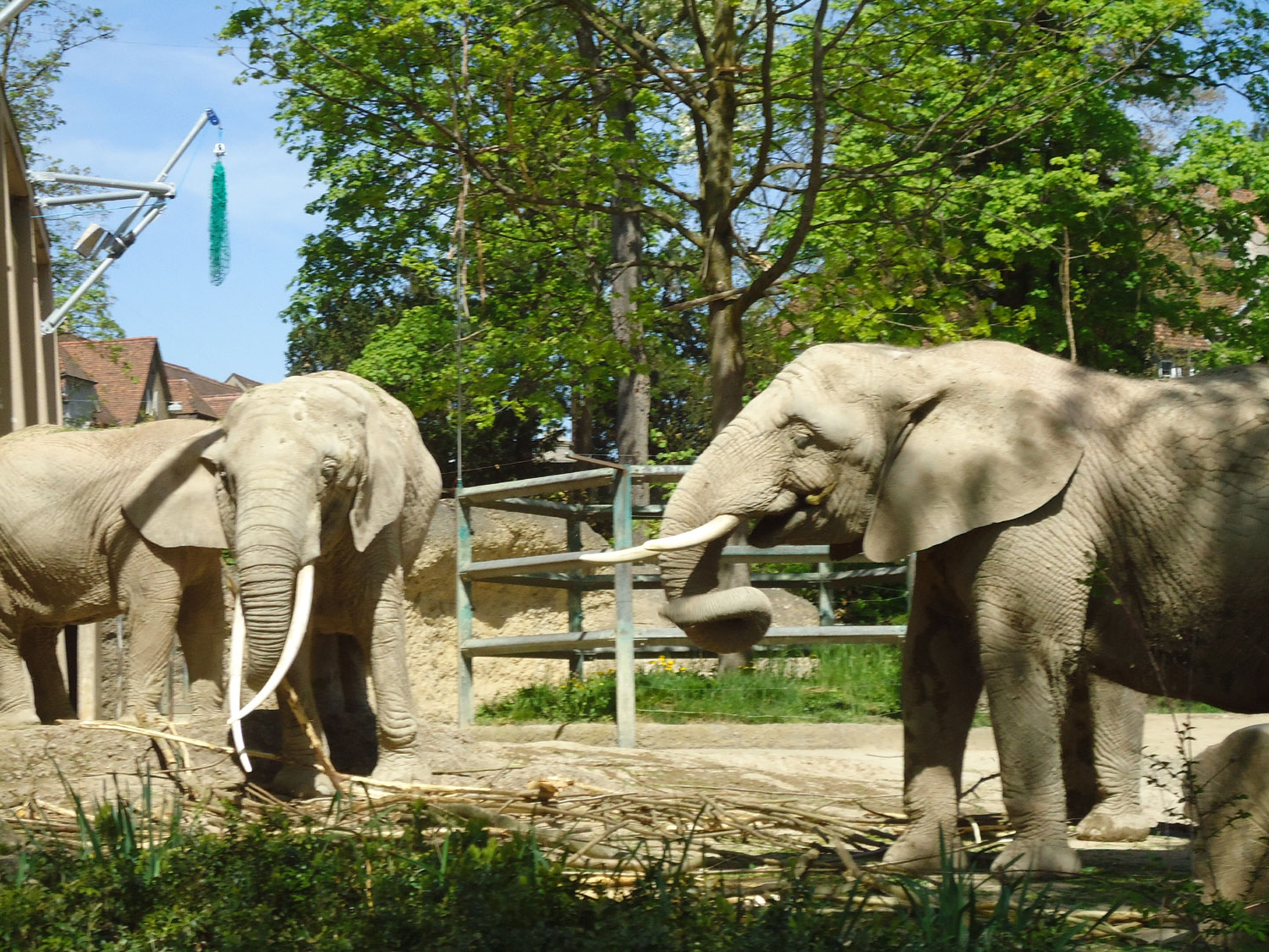 https://mdw-travel-data-us-east-1.s3.amazonaws.com/img/country/Switzerland/Zoo-Basel/img_00.jpg