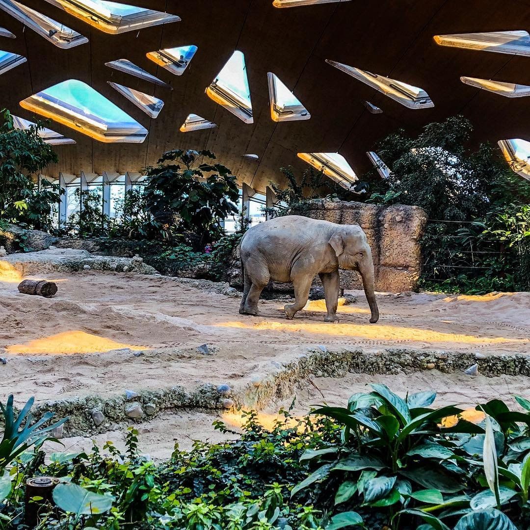 https://mdw-travel-data-us-east-1.s3.amazonaws.com/img/country/Switzerland/Zurich-Zoo/img_00.jpg