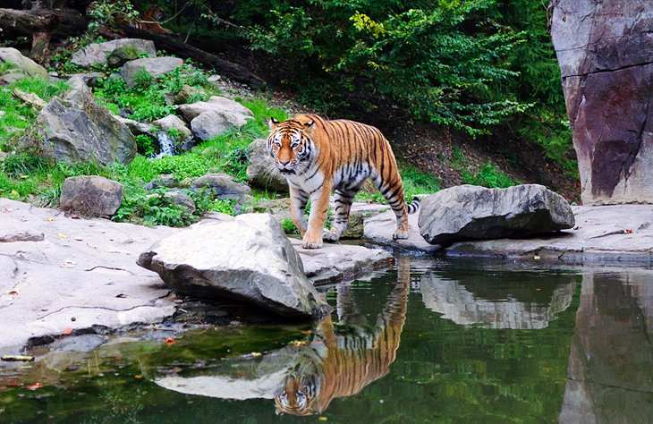 https://mdw-travel-data-us-east-1.s3.amazonaws.com/img/country/Switzerland/Zurich-Zoo/img_02.jpg
