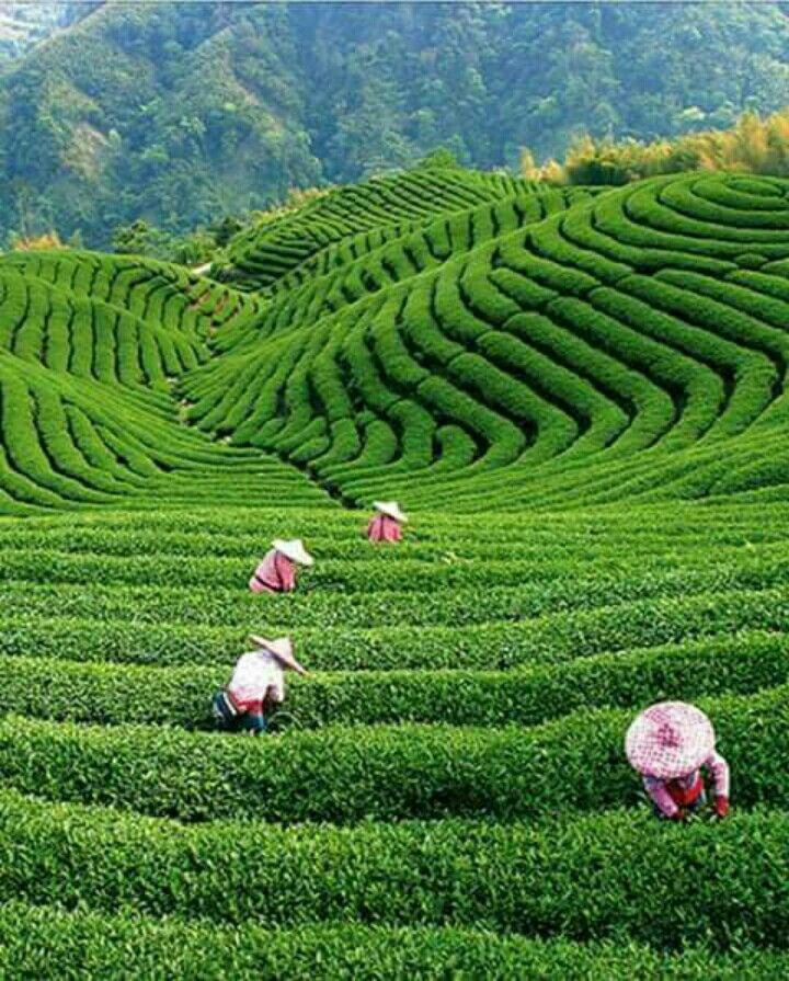 https://mdw-travel-data-us-east-1.s3.amazonaws.com/img/country/Taiwan/Baozhong-Tea-Plantations/img_02.jpg