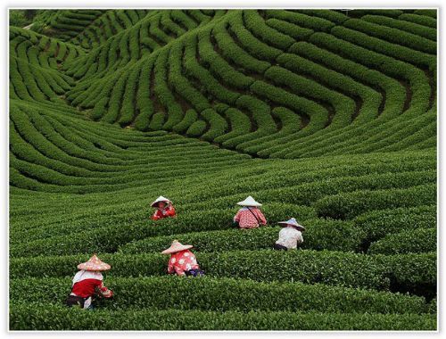 https://mdw-travel-data-us-east-1.s3.amazonaws.com/img/country/Taiwan/Baozhong-Tea-Plantations/img_03.jpg