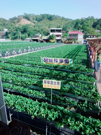 https://mdw-travel-data-us-east-1.s3.amazonaws.com/img/country/Taiwan/Dahu-Strawberry-Cultural-Village/img_01.jpg