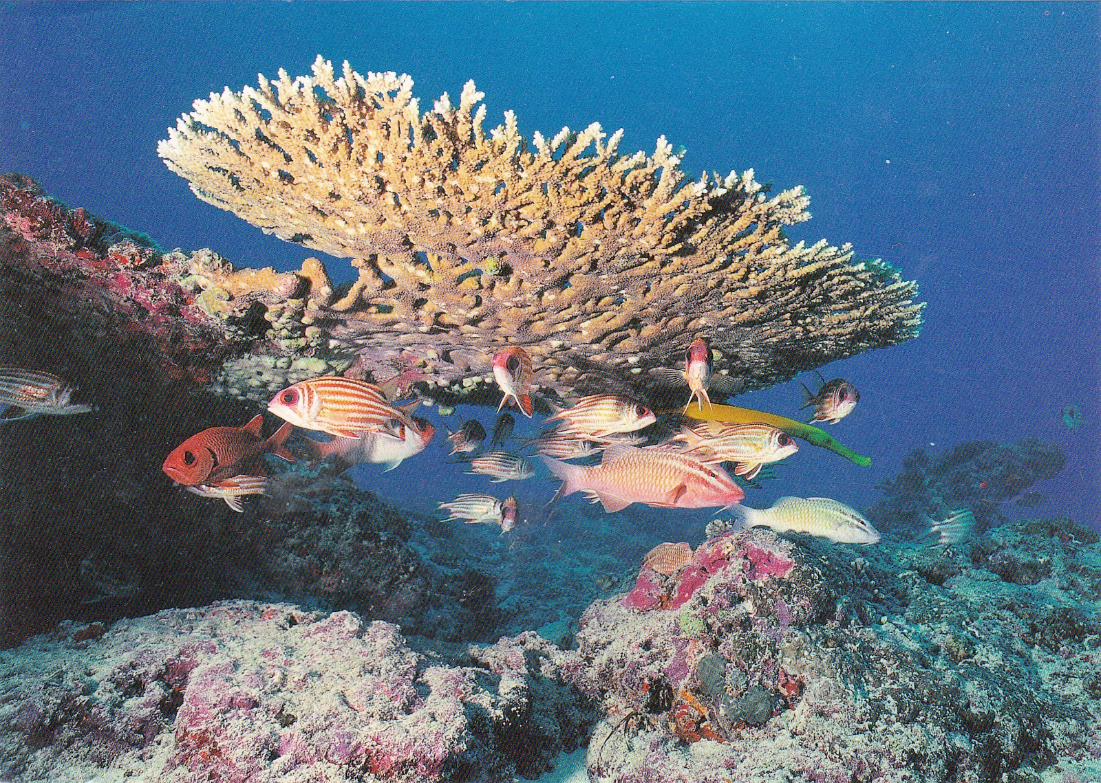 https://mdw-travel-data-us-east-1.s3.amazonaws.com/img/country/Taiwan/Dongsha-Atoll-National-Park/img_02.jpg