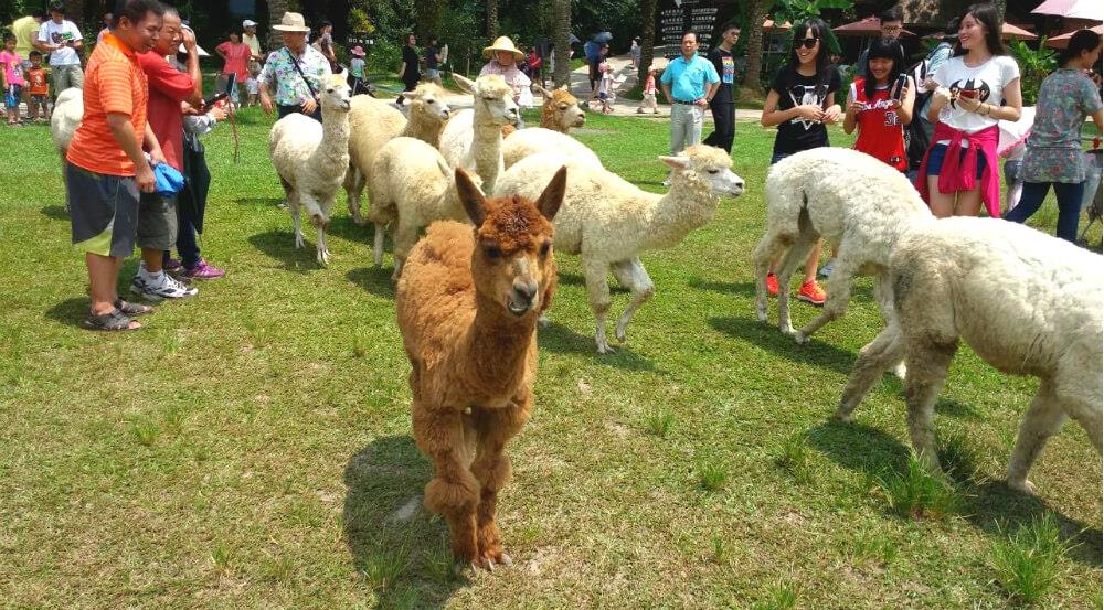 https://mdw-travel-data-us-east-1.s3.amazonaws.com/img/country/Taiwan/Green-World-Ecological-Farm/img_00.jpg