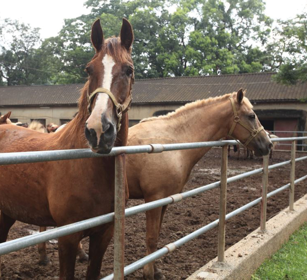 https://mdw-travel-data-us-east-1.s3.amazonaws.com/img/country/Taiwan/Houli-Horse-Ranch/img_02.jpg