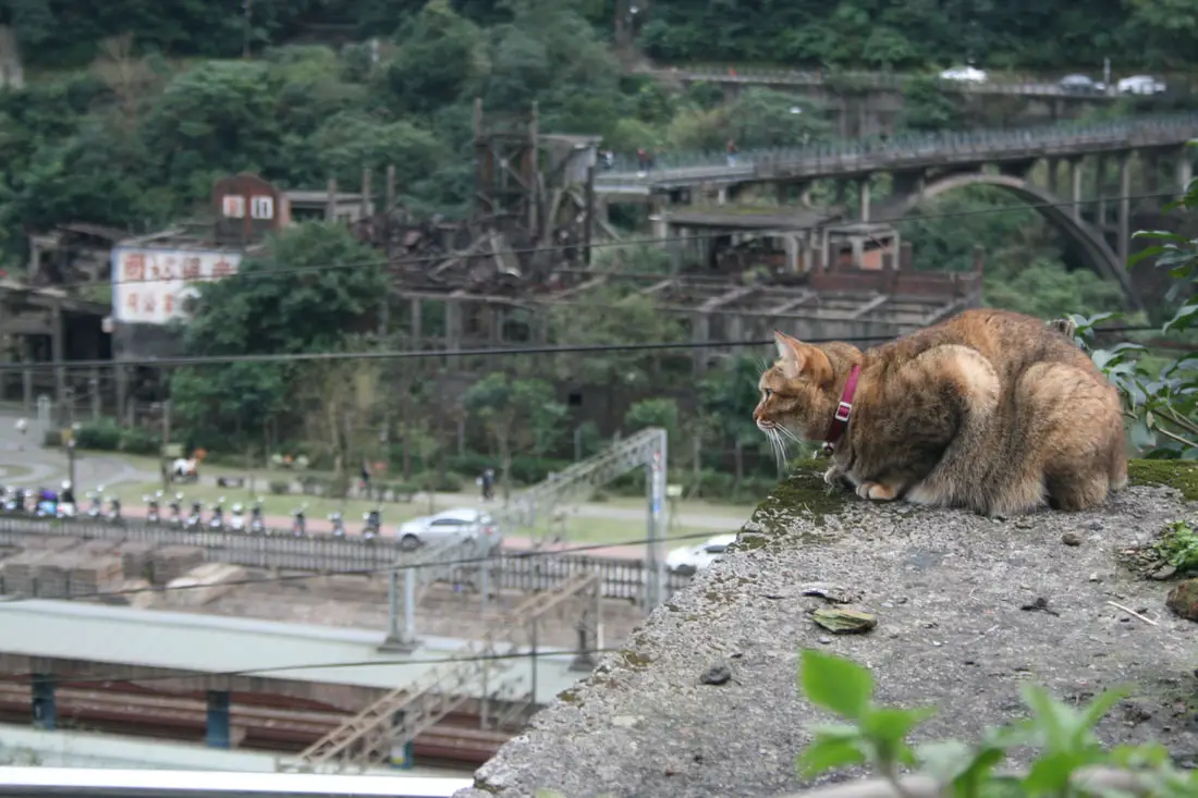 https://mdw-travel-data-us-east-1.s3.amazonaws.com/img/country/Taiwan/Houtong-Cat-Village/img_01.jpg