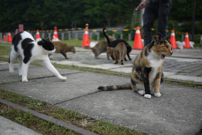 https://mdw-travel-data-us-east-1.s3.amazonaws.com/img/country/Taiwan/Houtong-Cat-Village/img_02.jpg