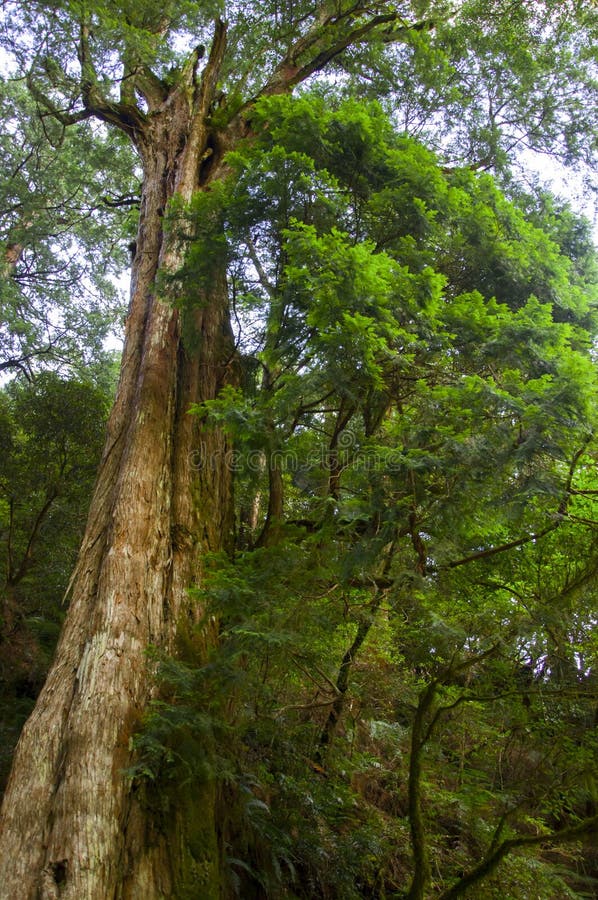 https://mdw-travel-data-us-east-1.s3.amazonaws.com/img/country/Taiwan/Lala-Mountain-Ecological-Park/img_00.jpg