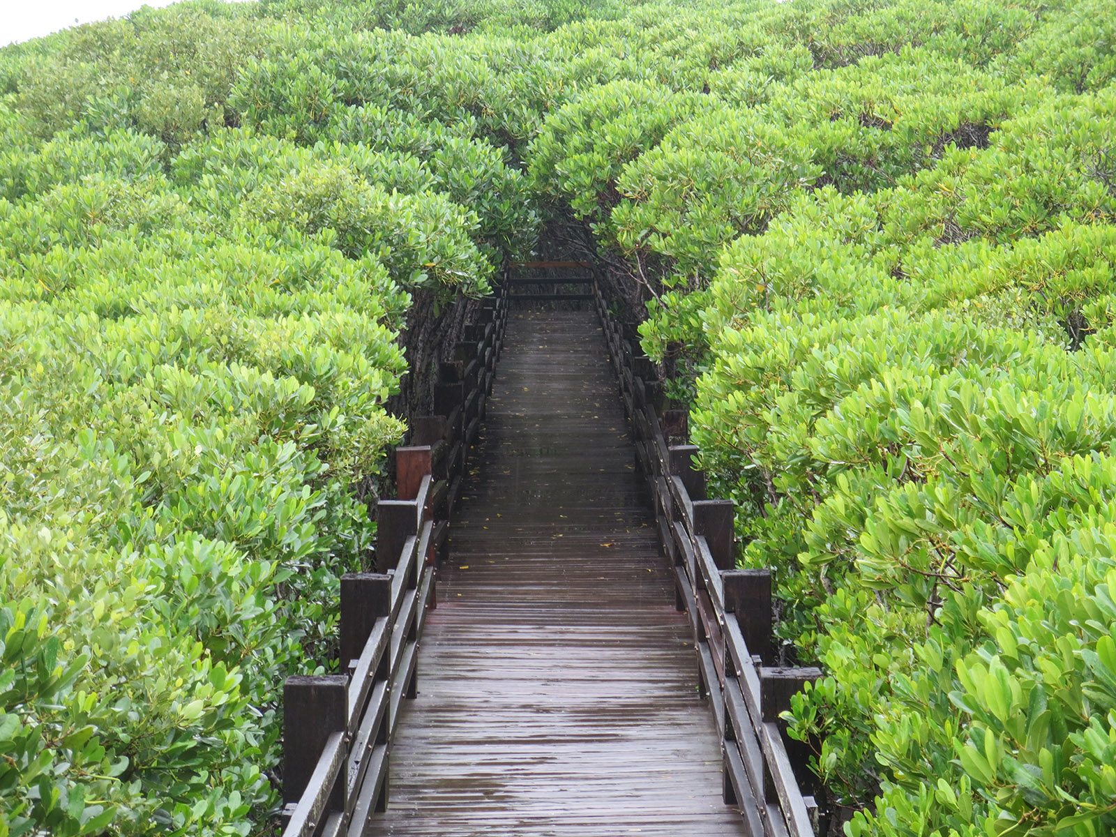 https://mdw-travel-data-us-east-1.s3.amazonaws.com/img/country/Taiwan/Mangrove-Nature-Reserve/img_01.jpg