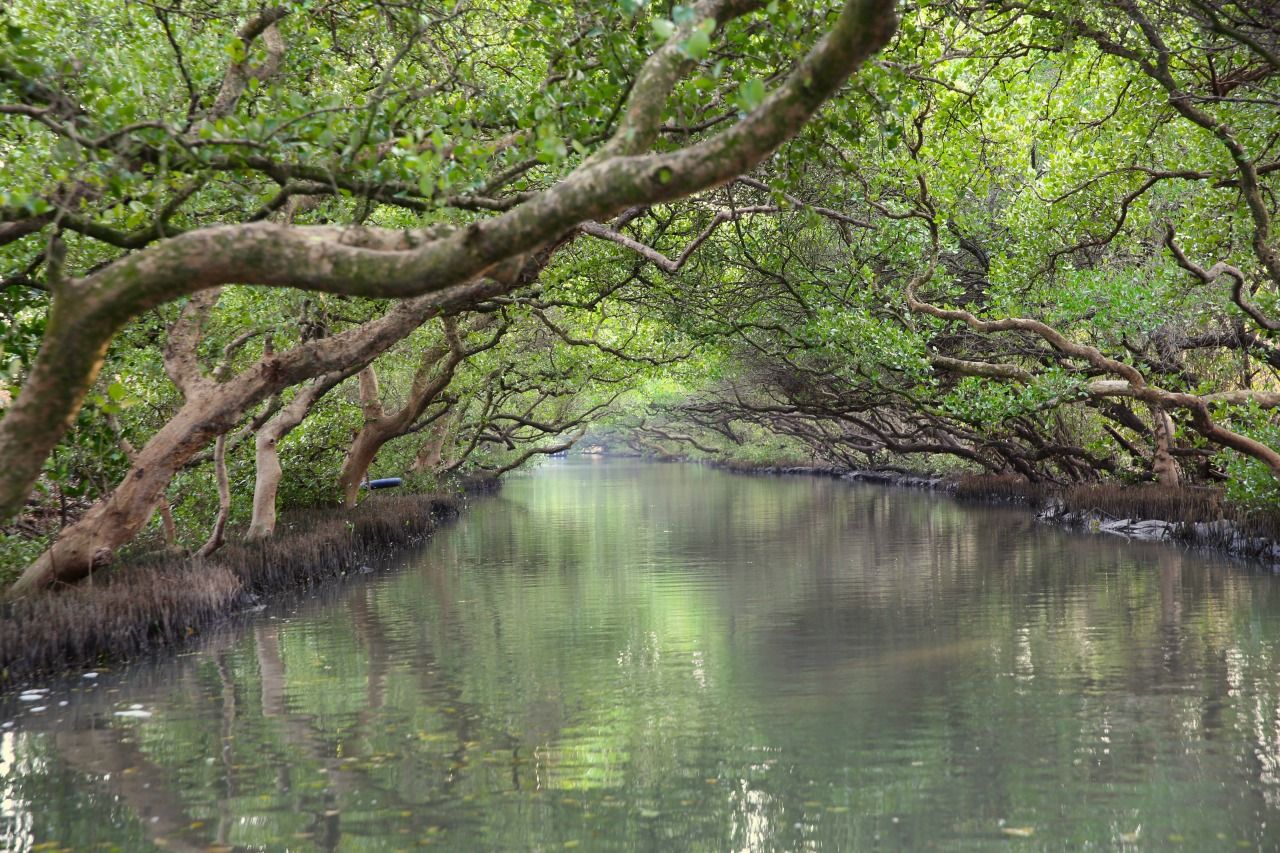 https://mdw-travel-data-us-east-1.s3.amazonaws.com/img/country/Taiwan/Mangrove-Nature-Reserve/img_02.jpg
