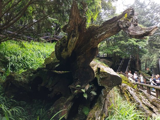 https://mdw-travel-data-us-east-1.s3.amazonaws.com/img/country/Taiwan/Meishan-Songboling-Forest-Recreation-Area/img_00.jpg