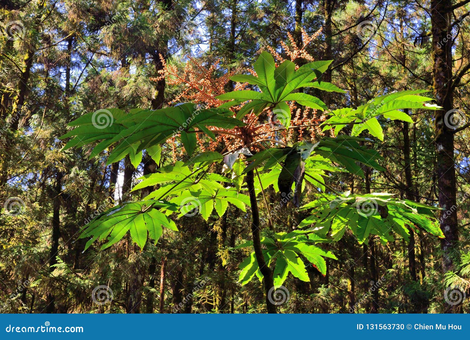 https://mdw-travel-data-us-east-1.s3.amazonaws.com/img/country/Taiwan/Mingchi-Forest-Recreation-Area/img_03.jpg