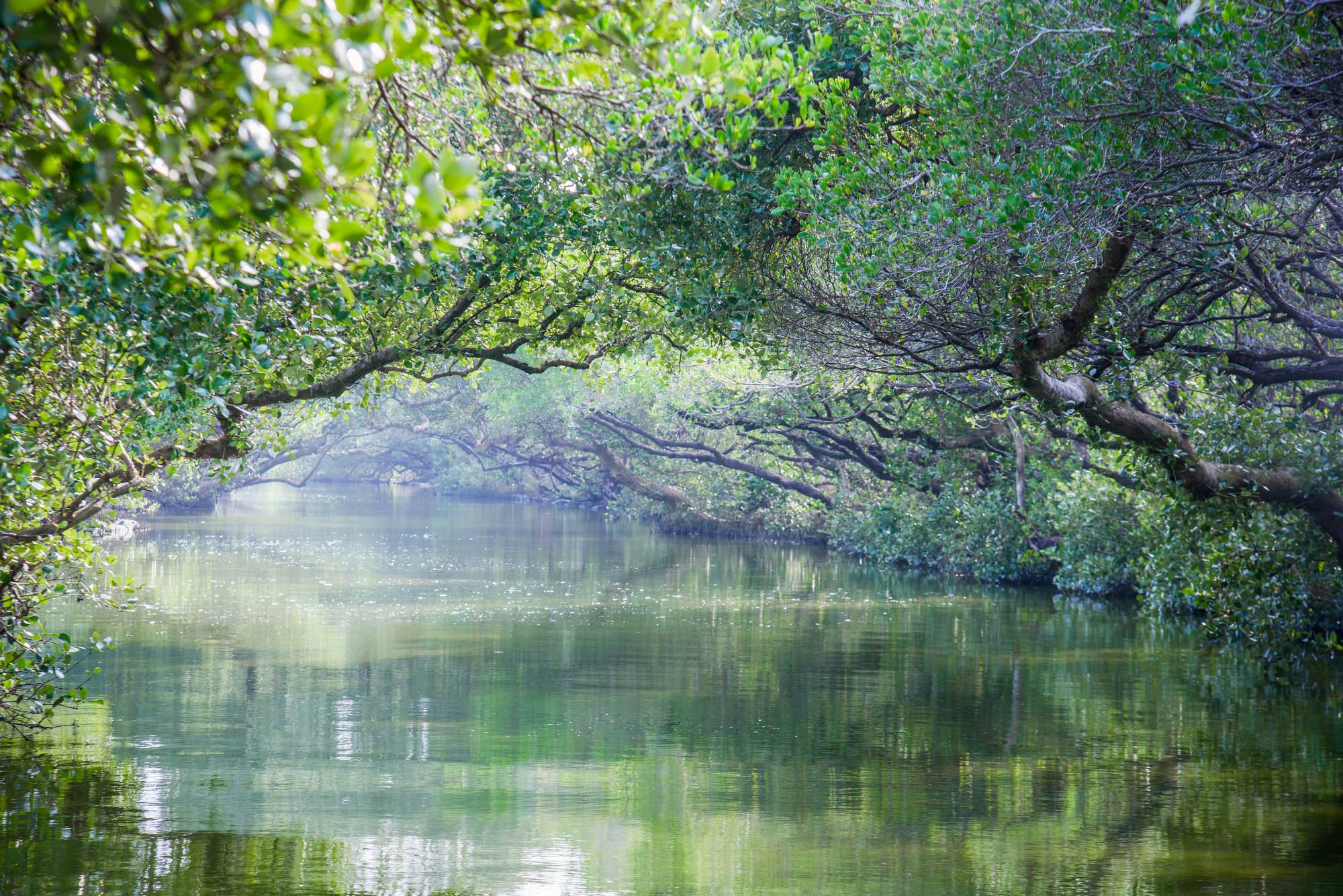 https://mdw-travel-data-us-east-1.s3.amazonaws.com/img/country/Taiwan/Taijiang-National-Park/img_02.jpg