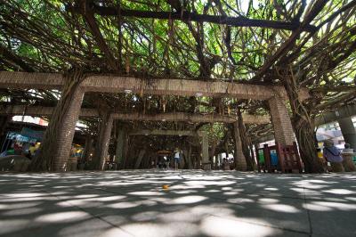 https://mdw-travel-data-us-east-1.s3.amazonaws.com/img/country/Taiwan/Tongliang-Great-Banyan/img_03.jpg