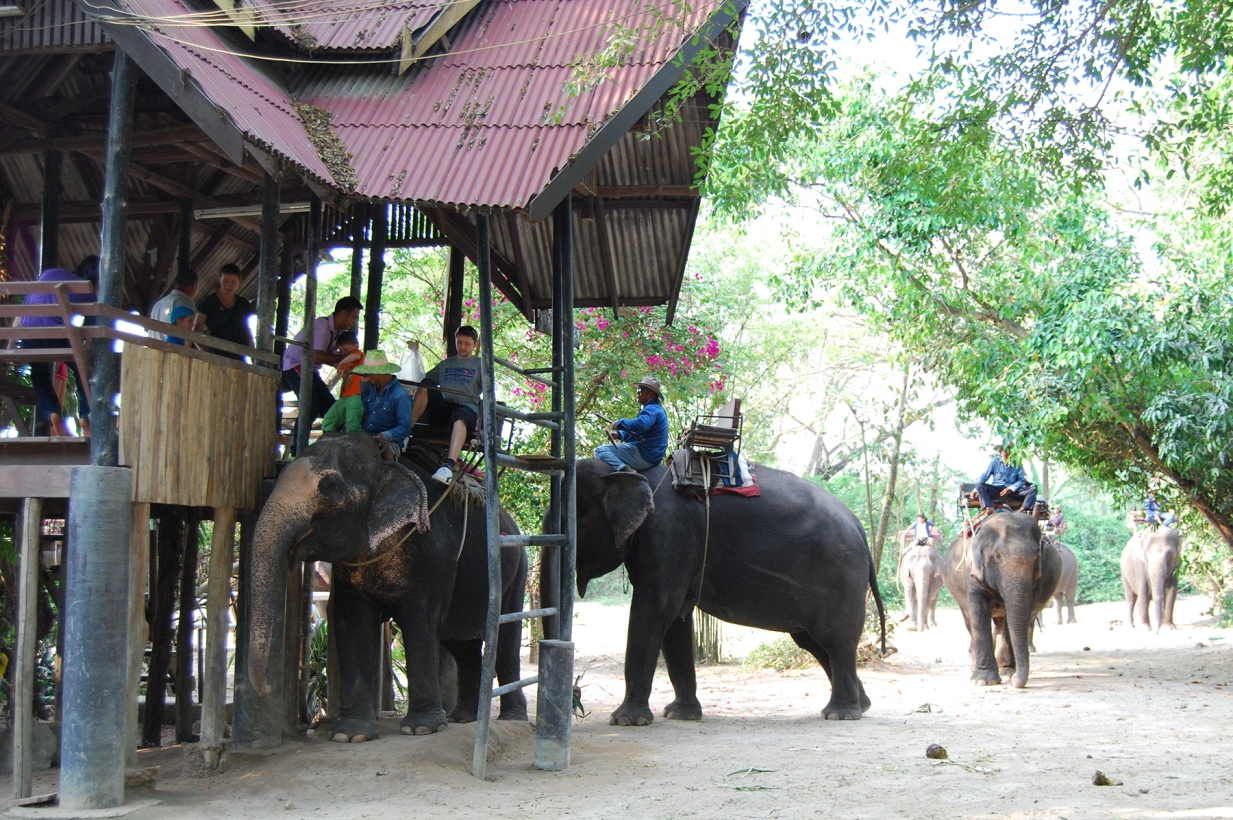 https://mdw-travel-data-us-east-1.s3.amazonaws.com/img/country/Thailand/Ayutthaya-Elephant-Village/img_03.jpg