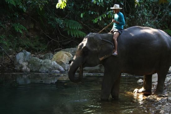 https://mdw-travel-data-us-east-1.s3.amazonaws.com/img/country/Thailand/Ban-Kwan-Chang-Elephant-Camp/img_03.jpg