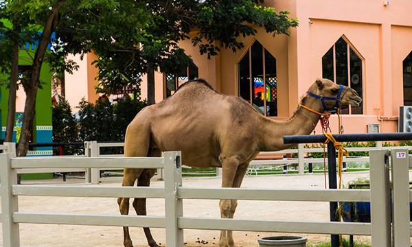 https://mdw-travel-data-us-east-1.s3.amazonaws.com/img/country/Thailand/Camel-Republic/img_02.jpg