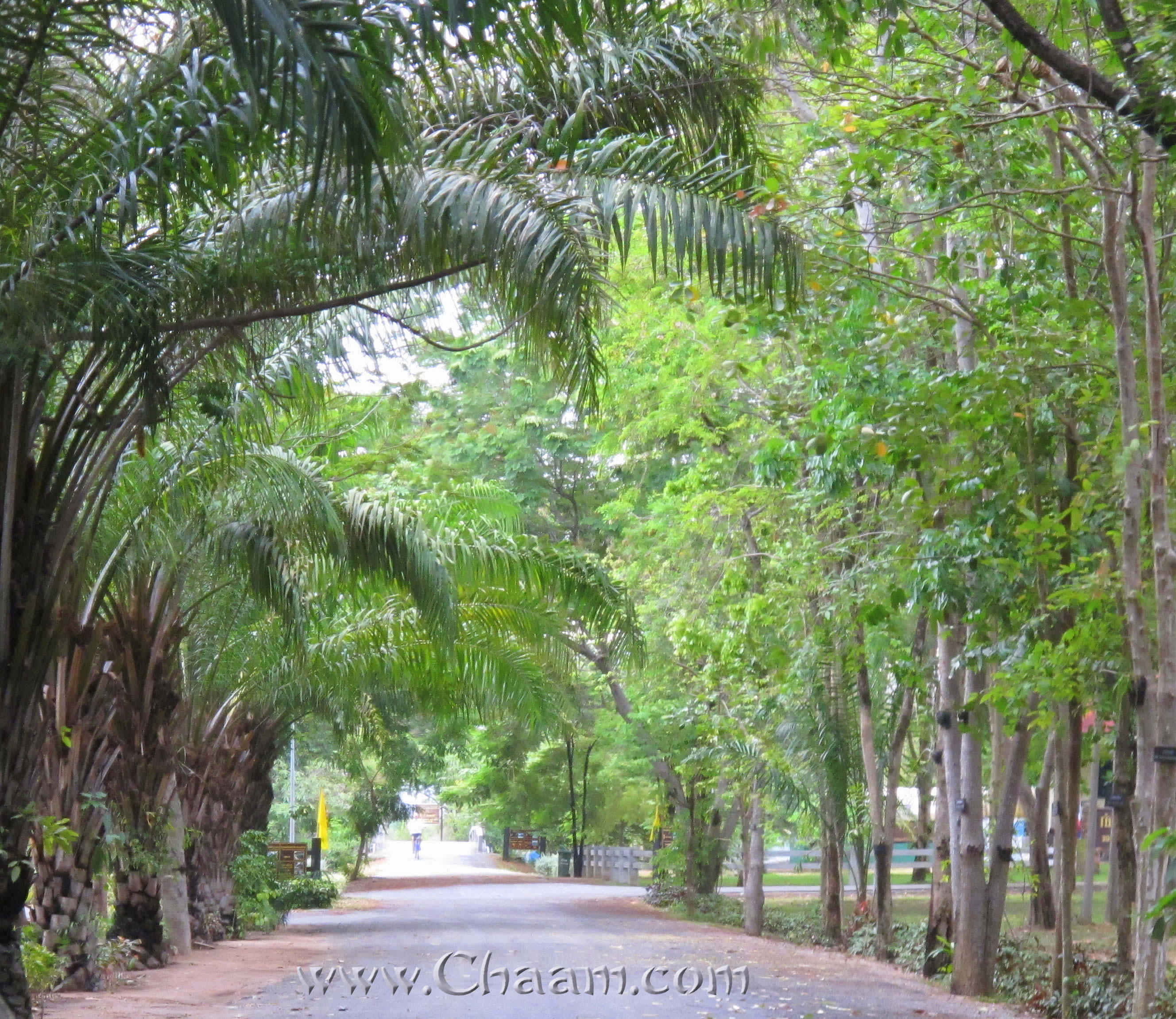https://mdw-travel-data-us-east-1.s3.amazonaws.com/img/country/Thailand/Cha-am-Forest-Park/img_02.jpg