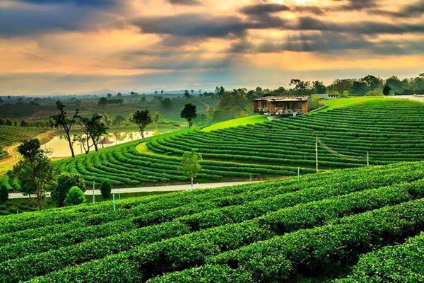 https://mdw-travel-data-us-east-1.s3.amazonaws.com/img/country/Thailand/Choui-Fong-Tea-Plantation/img_01.jpg