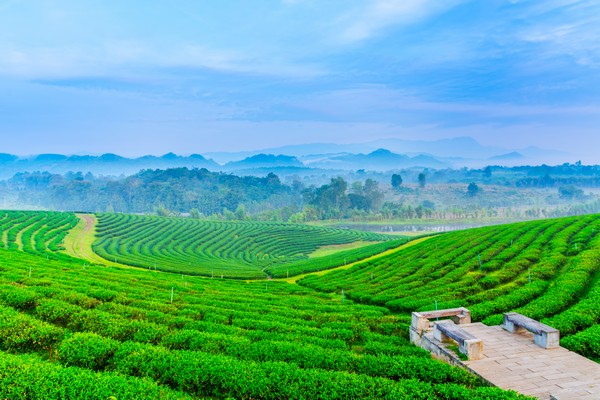 https://mdw-travel-data-us-east-1.s3.amazonaws.com/img/country/Thailand/Choui-Fong-Tea-Plantation/img_03.jpg