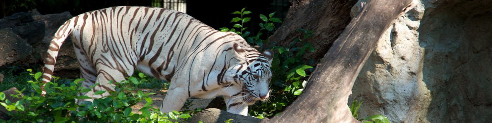 https://mdw-travel-data-us-east-1.s3.amazonaws.com/img/country/Thailand/Dusit-Zoo/img_00.jpg
