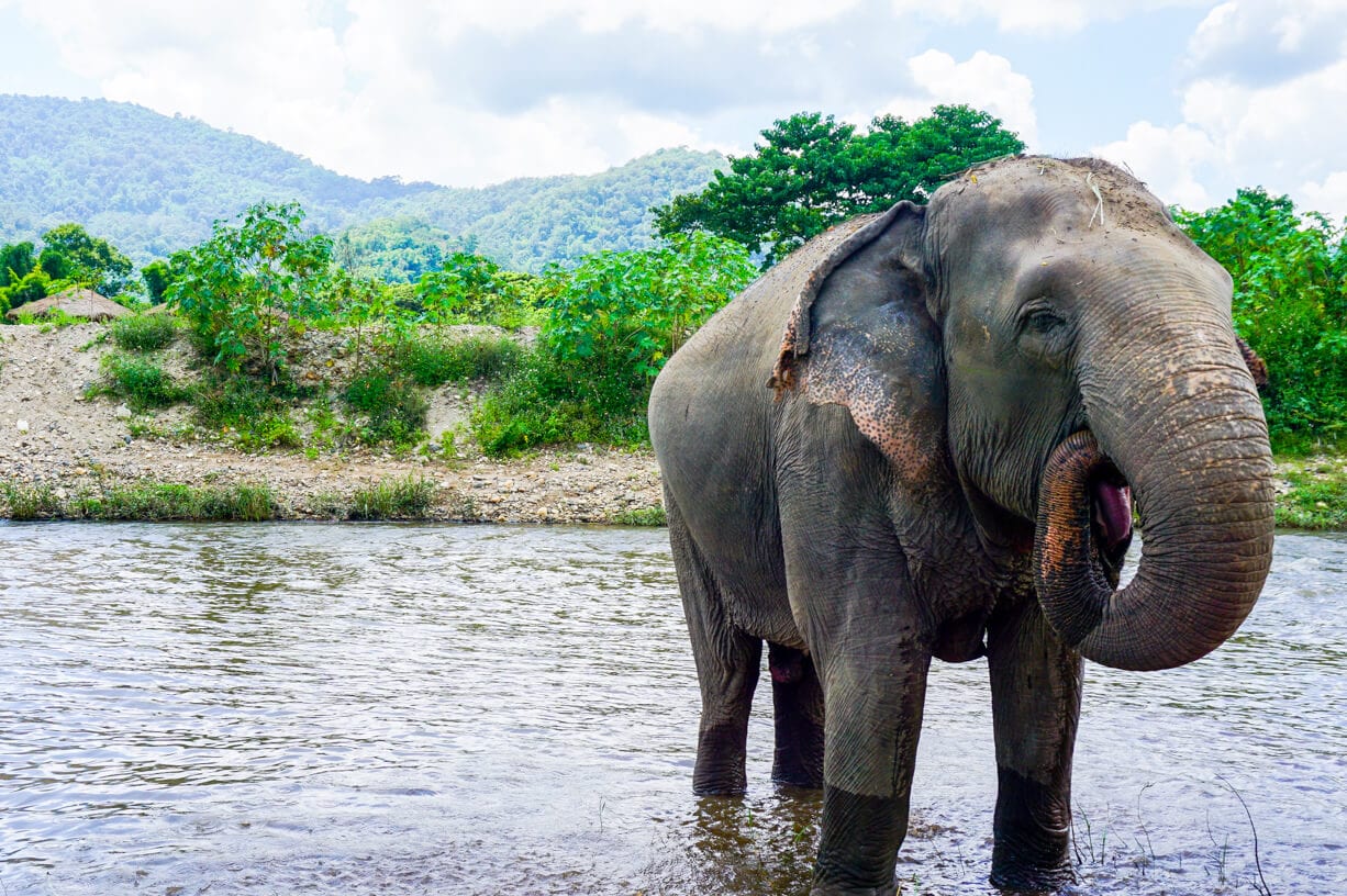 https://mdw-travel-data-us-east-1.s3.amazonaws.com/img/country/Thailand/Elephant-Nature-Park/img_00.jpg