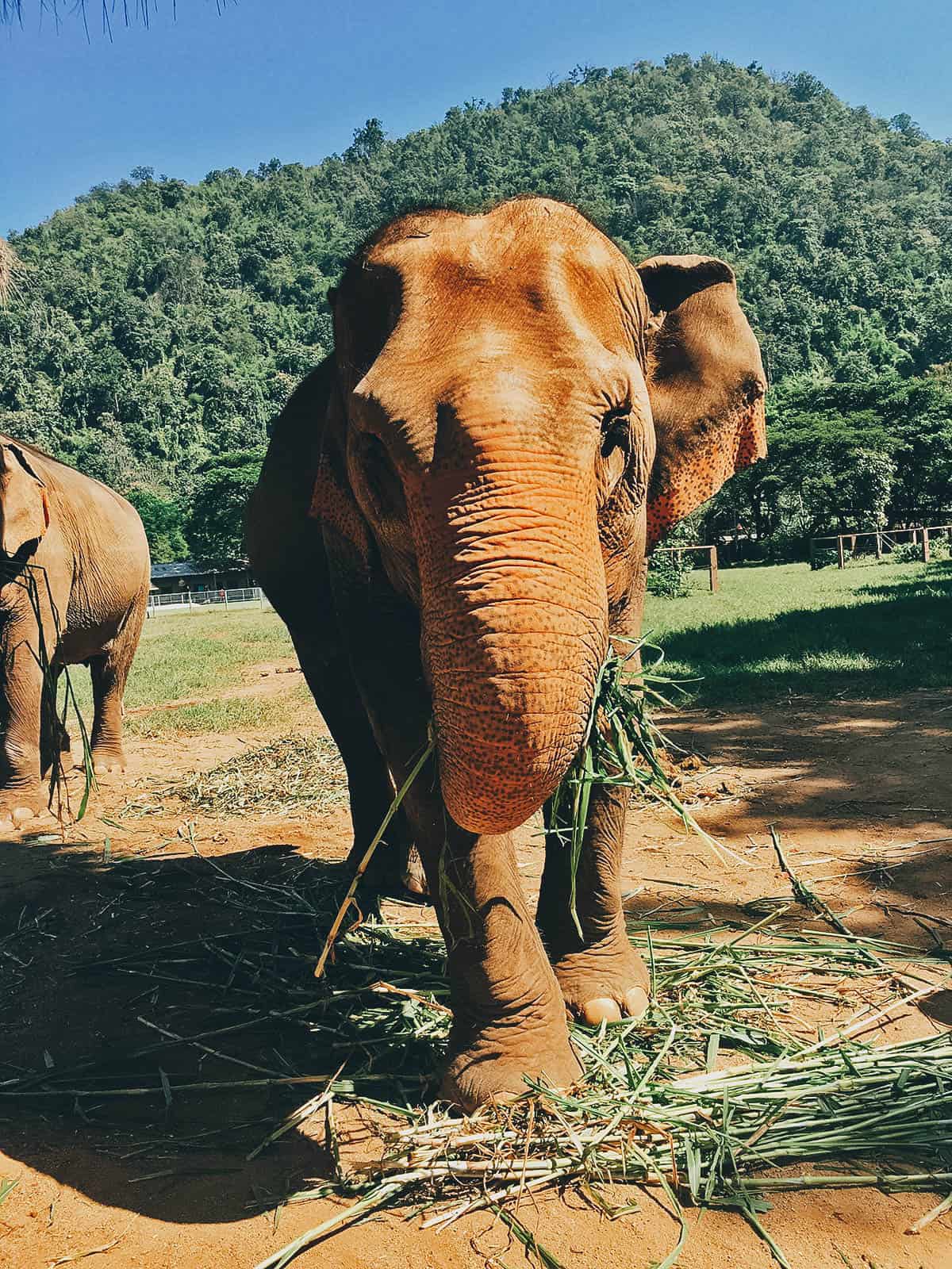 https://mdw-travel-data-us-east-1.s3.amazonaws.com/img/country/Thailand/Elephant-Nature-Park/img_02.jpg