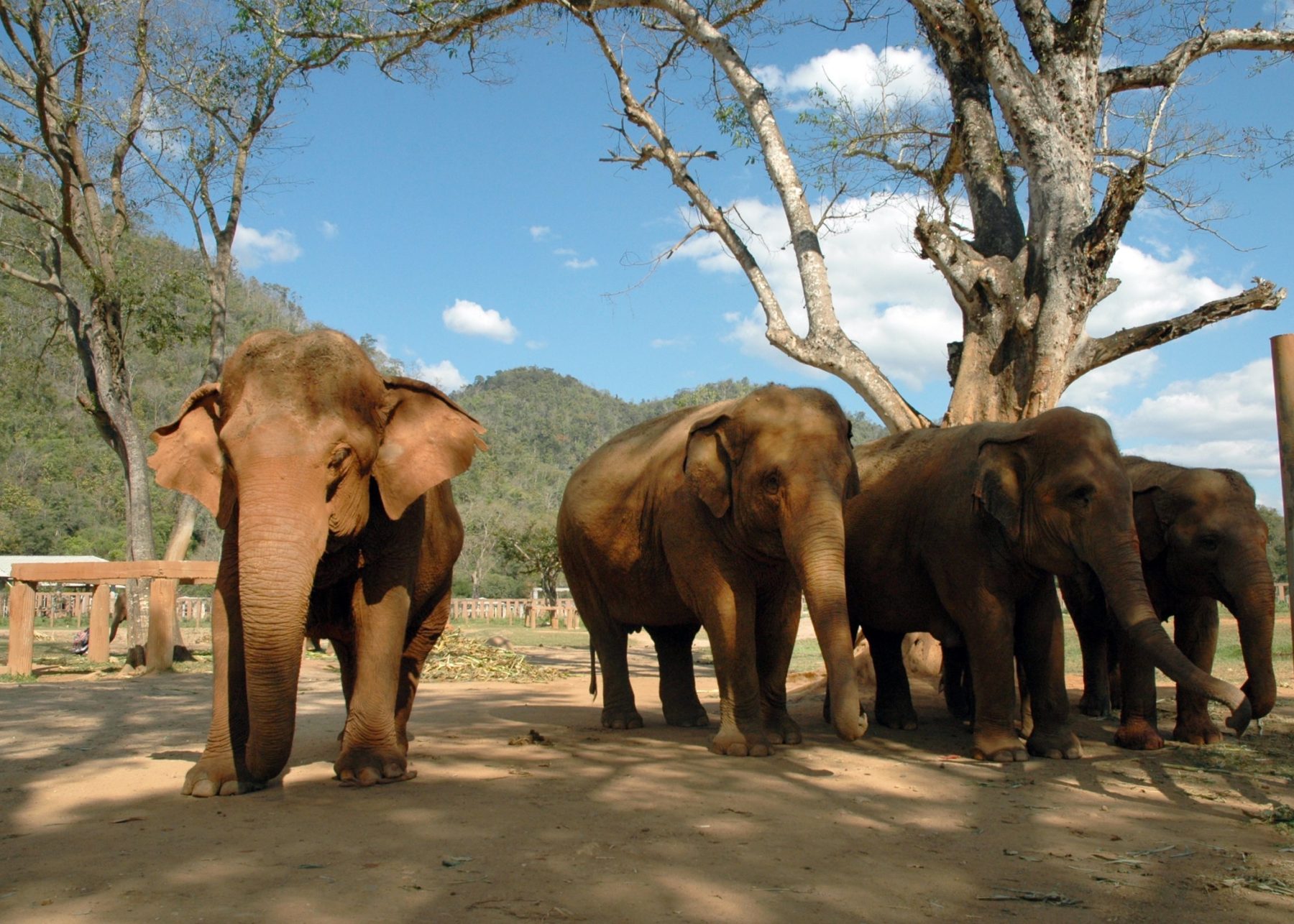 https://mdw-travel-data-us-east-1.s3.amazonaws.com/img/country/Thailand/Elephant-Nature-Park/img_03.jpg