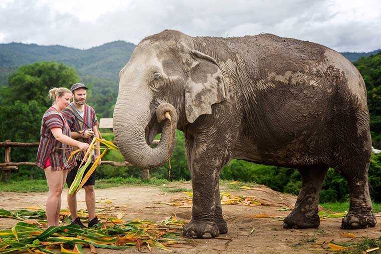 https://mdw-travel-data-us-east-1.s3.amazonaws.com/img/country/Thailand/Elephantstay/img_01.jpg