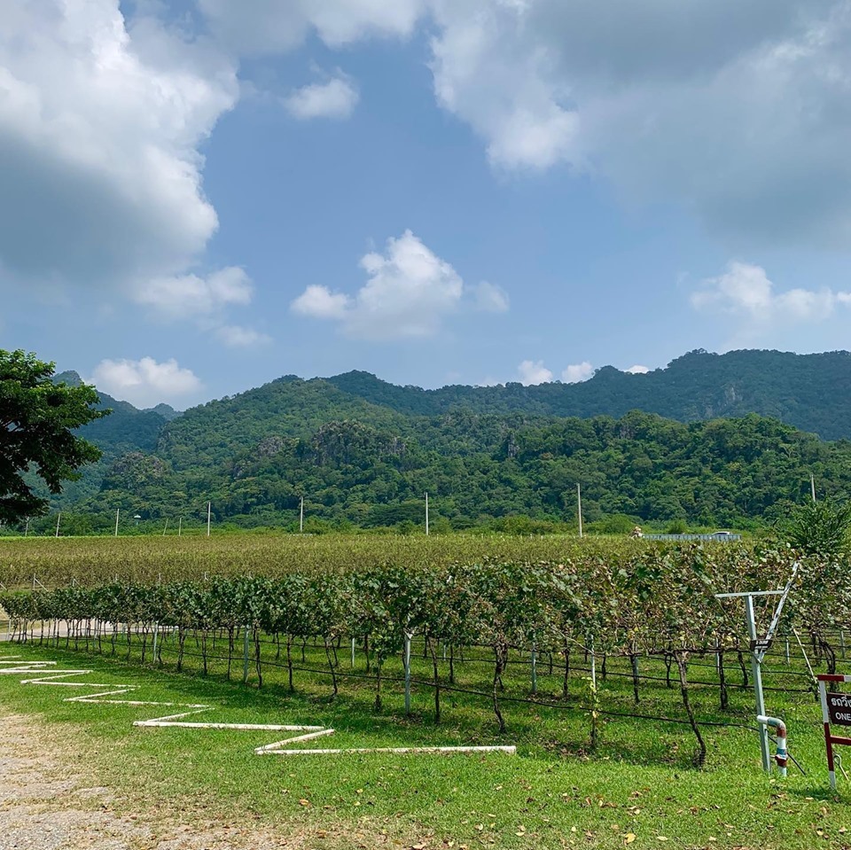 https://mdw-travel-data-us-east-1.s3.amazonaws.com/img/country/Thailand/GranMonte-Vineyard-and-Winery/img_00.jpg