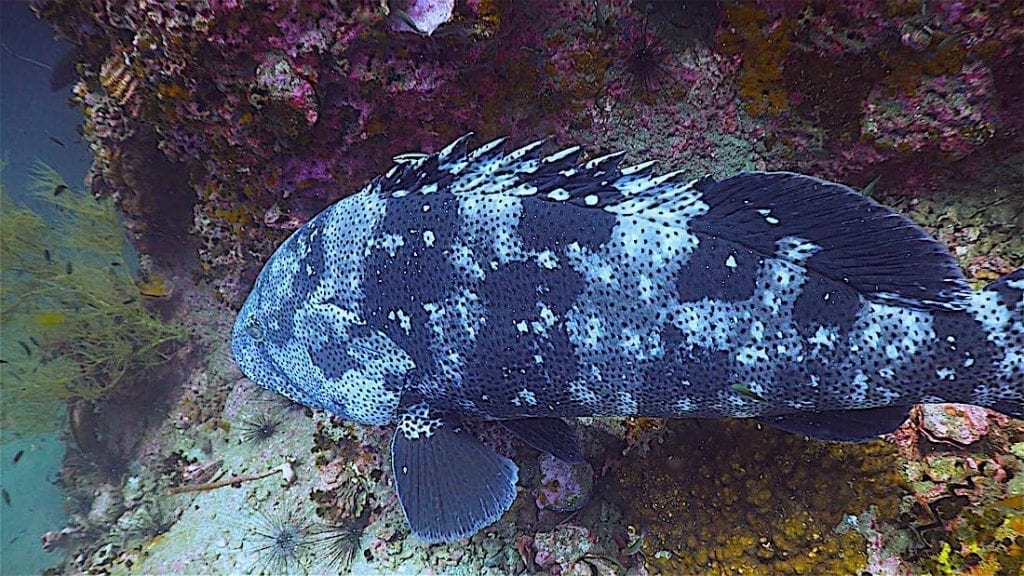 https://mdw-travel-data-us-east-1.s3.amazonaws.com/img/country/Thailand/Green-Rock-Dive-Site/img_01.jpg